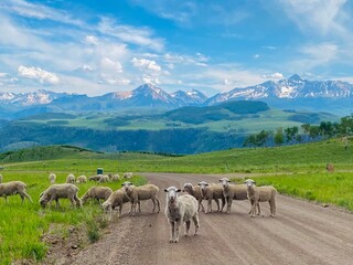 Plants Hiking Mountains Trees