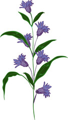 Naklejka na ściany i meble Hand drawn Botanical meadow flower and leaves illustrations