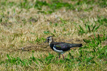Lapwing || Kievit.
