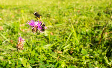 Bumblebee on a thistle against blured green background with copy space