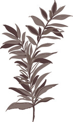 Hand drawn Botanical meadow flower and leaves illustrations