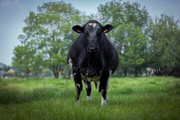 Dairy cow grazing in a field on a farm
