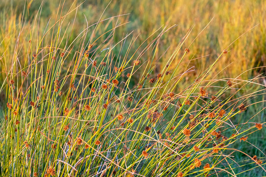 Hardstem bulrush ora Schoenoplectus Acutus plant. Selective focus. Reeds. Common Tule (Schoenoplectus lacustris), stand at a pond.