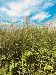 Wild plants flowers park landscaping