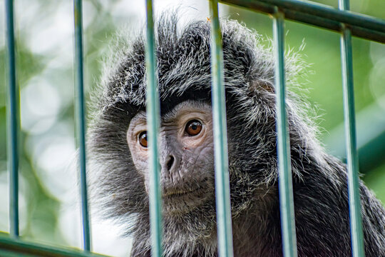 Monkey In A Cage