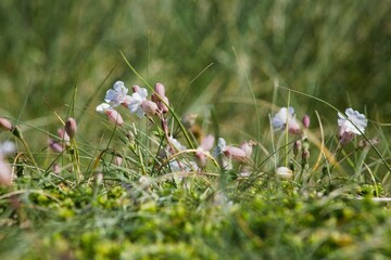 Close-up shot of white bladder campion flowers in a blur