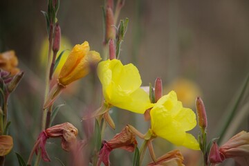 Close-up shot of yellow evening primroses in a blur