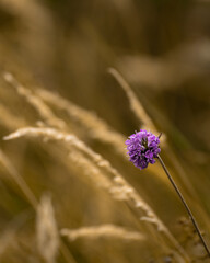 Purple clover in field of wheet