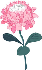 Hand drawn Botanical meadow flower and leaves illustrations