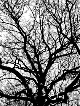 black and white architecture trees dramatic art