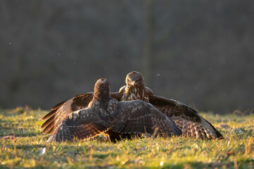 Myszołów zwyczajny © Robert