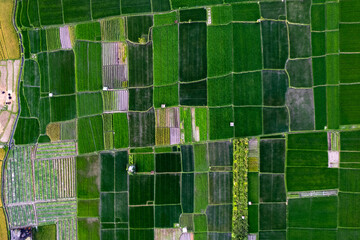 Drone view of rice fields from above green fields on a square format