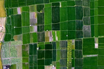 Fototapete Rund Drone view of rice fields from above green fields on a square format © Nicholas