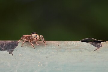 Juming spider in the backyard