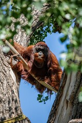 Vertical closeup of an orangutan sitting on a tree branch © Dominick Montano/Wirestock Creators