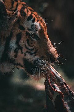 Vertical side profile of a Sumatran tiger holding its victim in its mouth