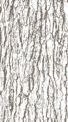 One color background with oak tree bark texture - obrazy, fototapety, plakaty