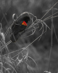 Blackbird Singing in the Grass