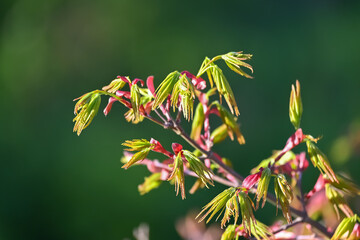 Acer japonicum, the Amur maple, Japanese-maple or fullmoon maple, is a species of maple native to Japan southern Korea.