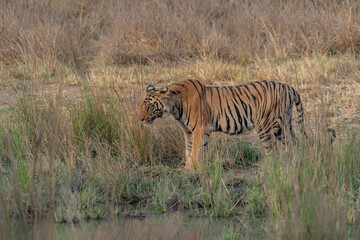 Fototapeta na wymiar subadult cub Bengal Tiger (Panthera tigris Tigris) walking in Bandhavgarh National Park in India. 