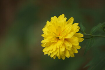 yellow flower