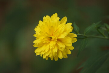 yellow flower