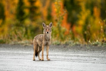 Wild coyote standing on a road in Yukon, Canada - obrazy, fototapety, plakaty