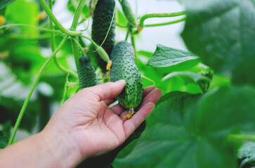 
Woman harvesting cucumbers in a greenhouse
