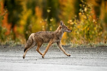 Wild coyote walking on a road in Yukon, Canada - obrazy, fototapety, plakaty