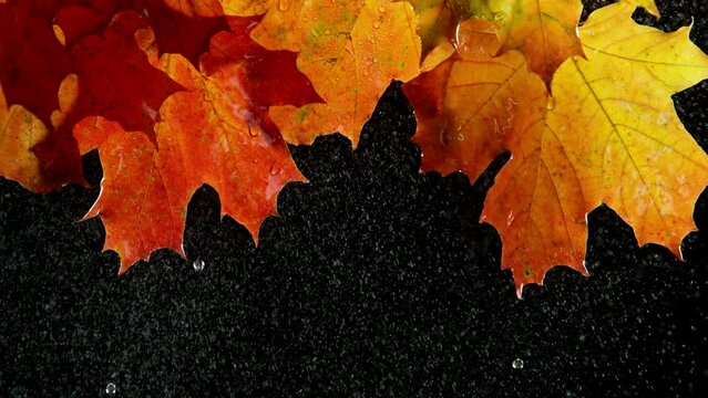 Super slow motion of falling water drops from autumn maple leaves, macro. Filmed on high speed cinema camera, 1000 fps.