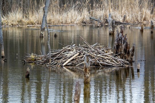 Beaver home in the middle of a marsh