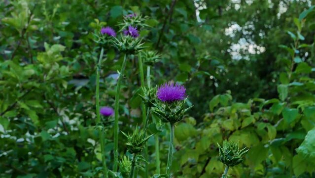 fresh purple milk thistle flowers on field. Large thistle plants sway in the wind. Marian Scotch thistle, Mary Thistle, 