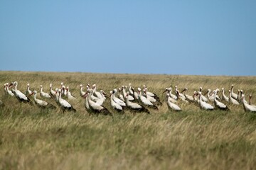 Flock of white storks perching on the wild grass field under the blue sky - Powered by Adobe