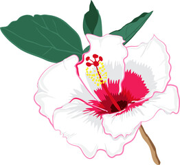 Summer Hibiscus  flower illustration  element