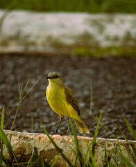 Pássaro / Bird