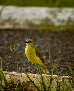 P&aacute;ssaro / Bird