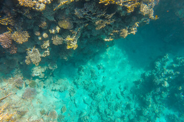 Fototapeta na wymiar The coral reef is vibrant and vibrant in the blue clear sea water.