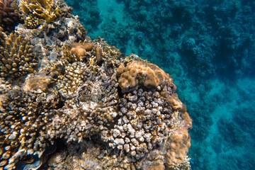 Coral reef in the sea off the coast in azure water.