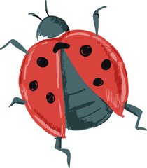 Obraz premium Hand drawn Ladybug illustrations element