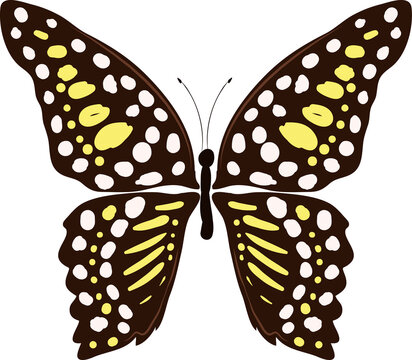 Hand drawn Butterfly illustrations element