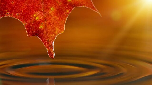 Super slow motion of falling water drops from autumn maple leaves, macro. Filmed on high speed cinema camera, 1000 fps.