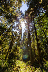 Fototapeta na wymiar Lush Green Rain Forest in Pacific Northwest. MacMillan Provincial Park, Vancouver Island, BC, Canada. Nature Background