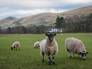 Obraz premium Sheep in Hope valley
