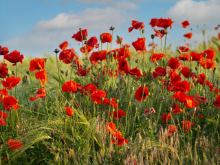 A field of blooming red poppies in close-up