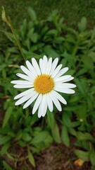 Fototapeta premium white daisy flower