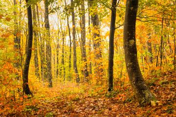 Fototapeta premium Group of trees in autumn
