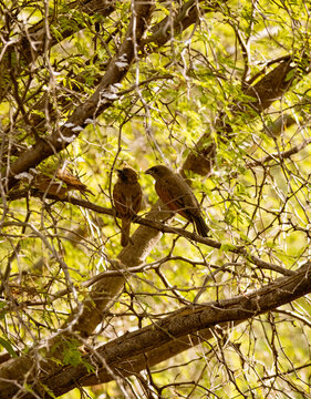 Casal de p&aacute;ssaros