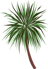 Hand drawn Palm tree illustrations element PNG file