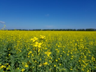 Obraz premium Field of yellow flowers under blue sky