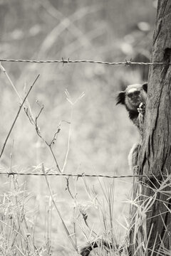 Macaco na cerca